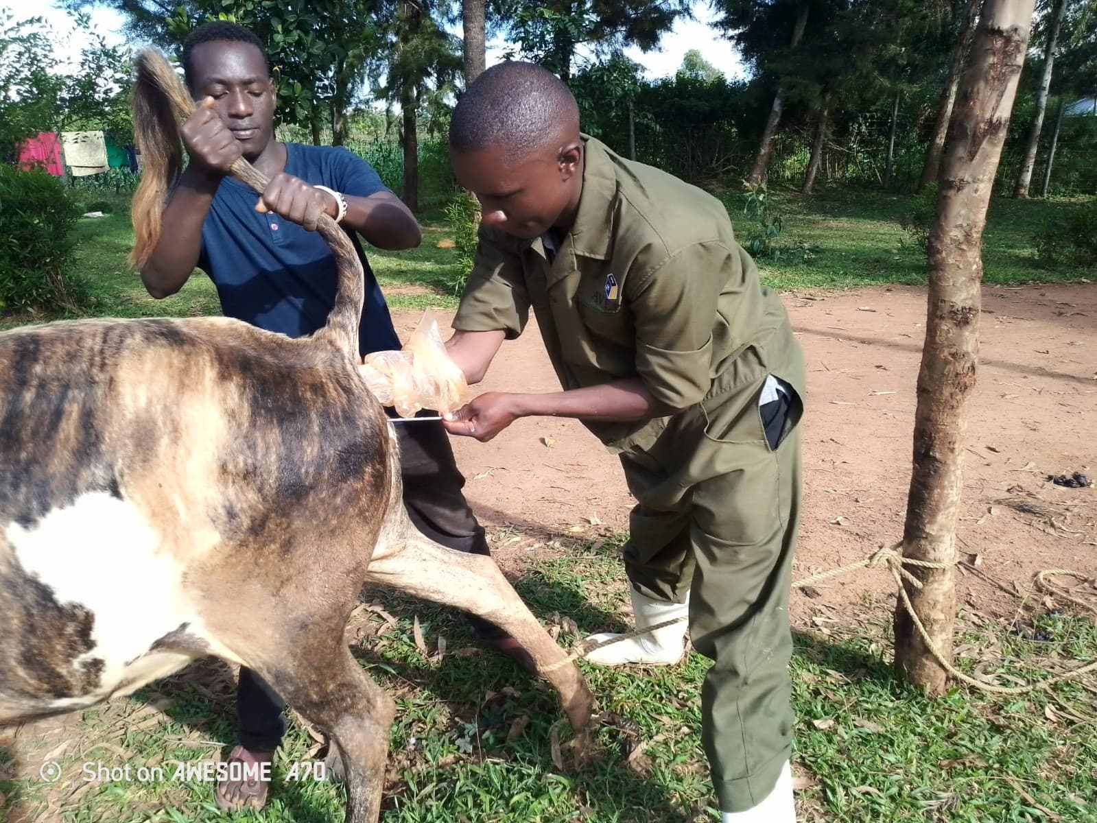 Artificial insemination service in progress