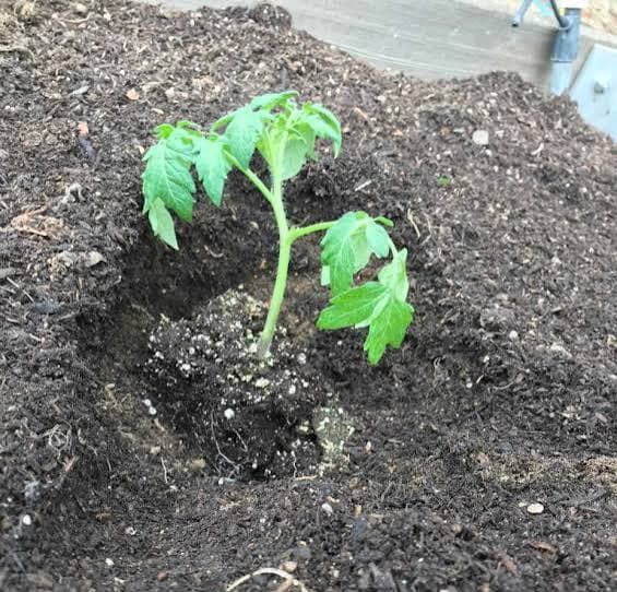 Tomato seedling freshly transplanted