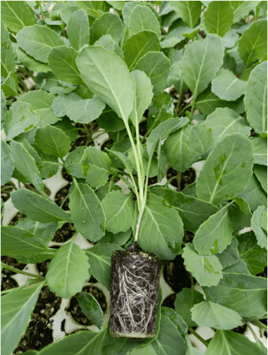 Kale Seedlings - Sukuma F1