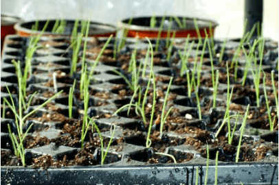 Onion Seedlings - Red Pinoy