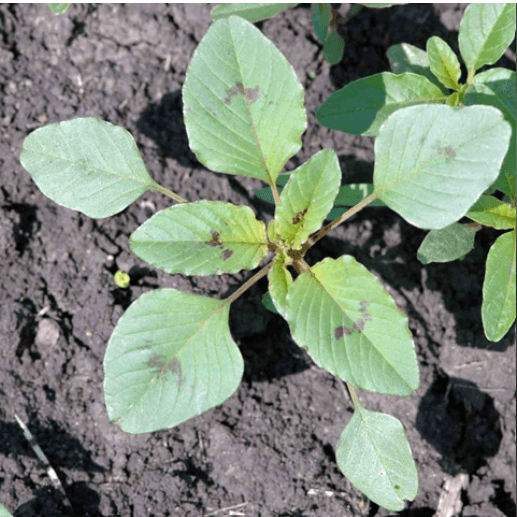 Amaranthus Seedlings - Dubious